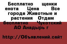 Бесплатно !!! щенки енота!! › Цена ­ 1 - Все города Животные и растения » Отдам бесплатно   . Чукотский АО,Анадырь г.